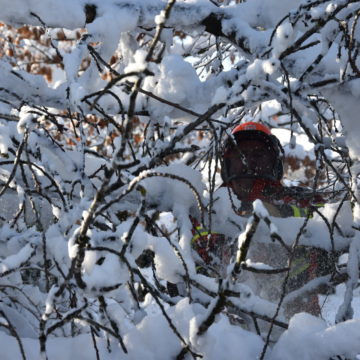Au Baum über Strasse Wiesenstrasse